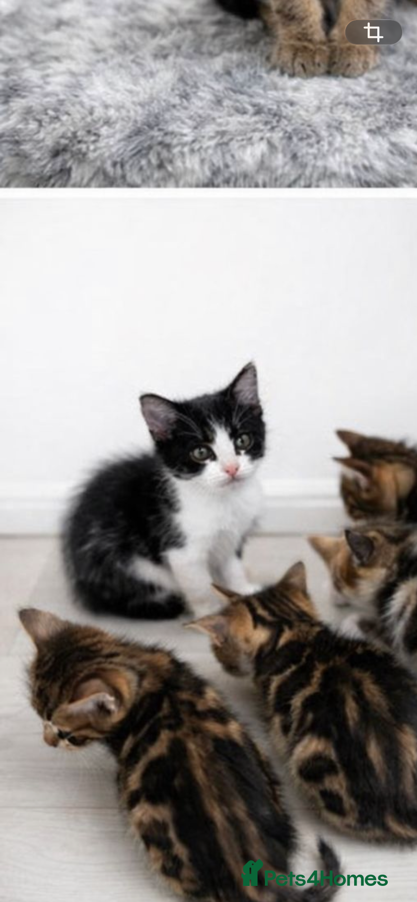 Mixed Breed cats Kittens for sale - Advert 3