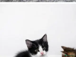 Mixed Breed cats Kittens for sale - Advert 4