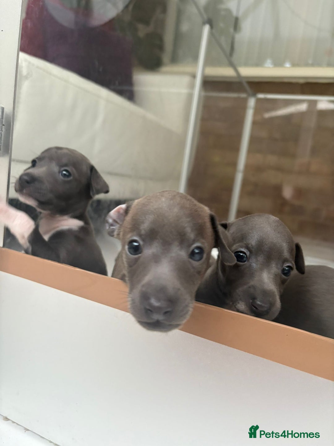 Italian Greyhound dogs for sale: Classic Italian greyhound babies  - Image 2