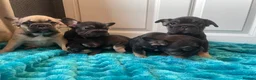 French Bulldog dogs for sale: 5 Frenchie pups ready for their forever homes🐶🏡 - Advert 7