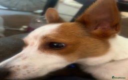 Jack Russell dogs for sale: Toby  - Image 2