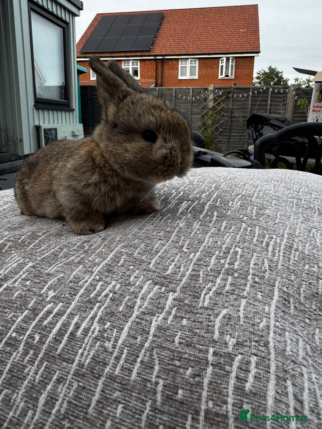 Mini Lop rabbits for sale: Mini Lop Babies ready to reserve - Image 24