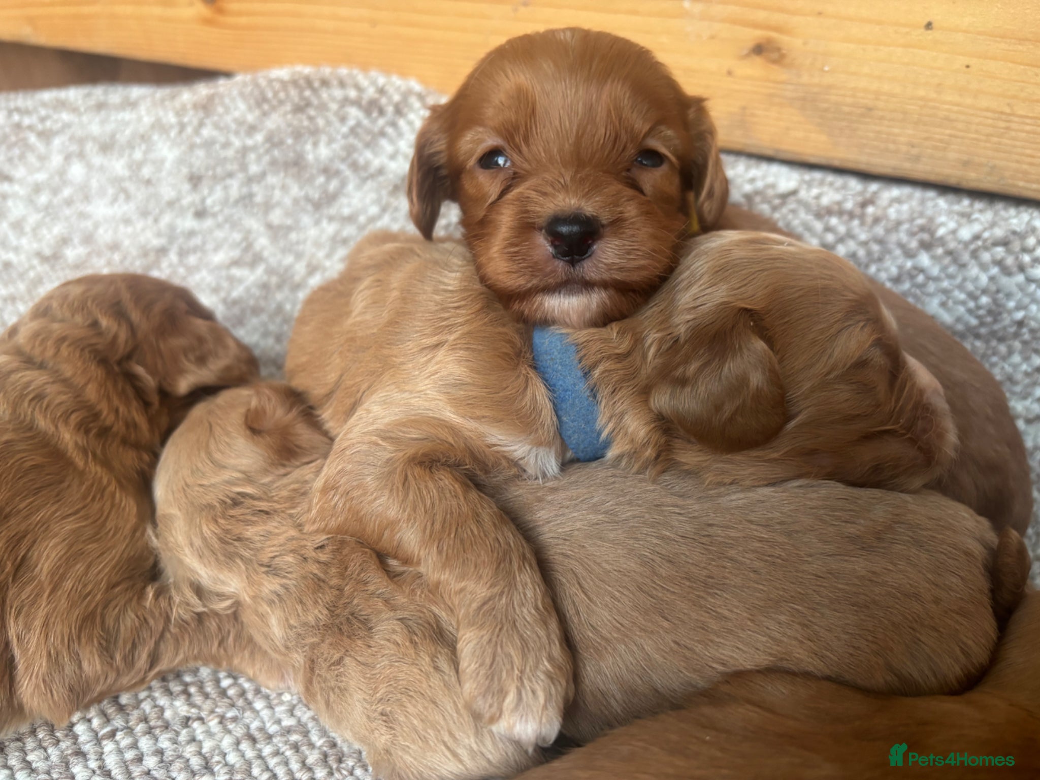 Cockapoo dogs F1 Cockapoo Puppies  - Advert 1