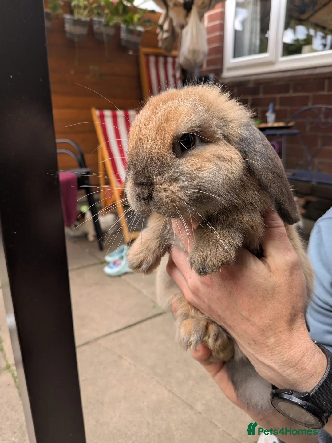 Mini Lop rabbits for sale: Mini Lop ready for a new home( One boy left) - Advert 2