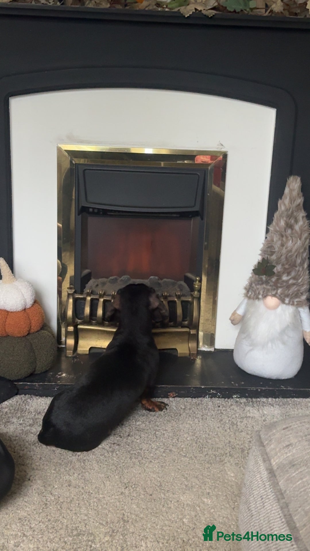 Miniature Dachshund dogs for sale: Miniature Dachshund Girl. - Advert 2