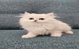 Scottish Fold cats for sale: Excellent Scottish fold kittens  - Image 24