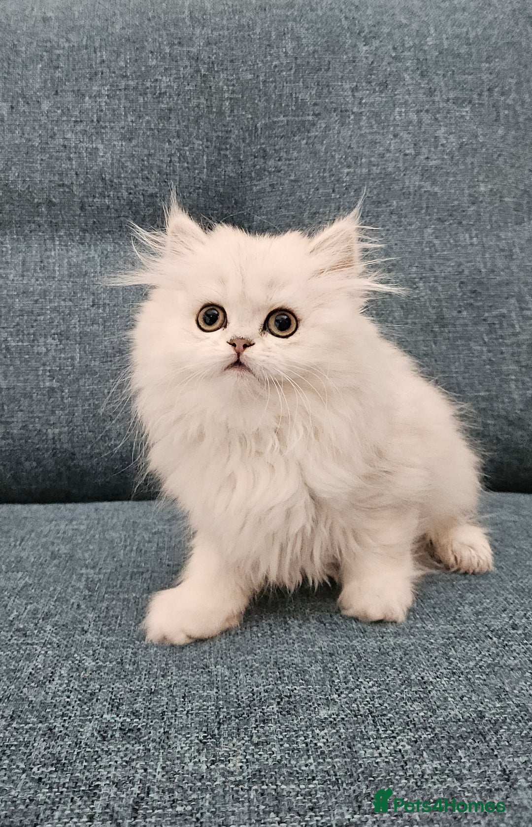 Scottish Fold cats for sale: Excellent Scottish fold kittens  - Image 24