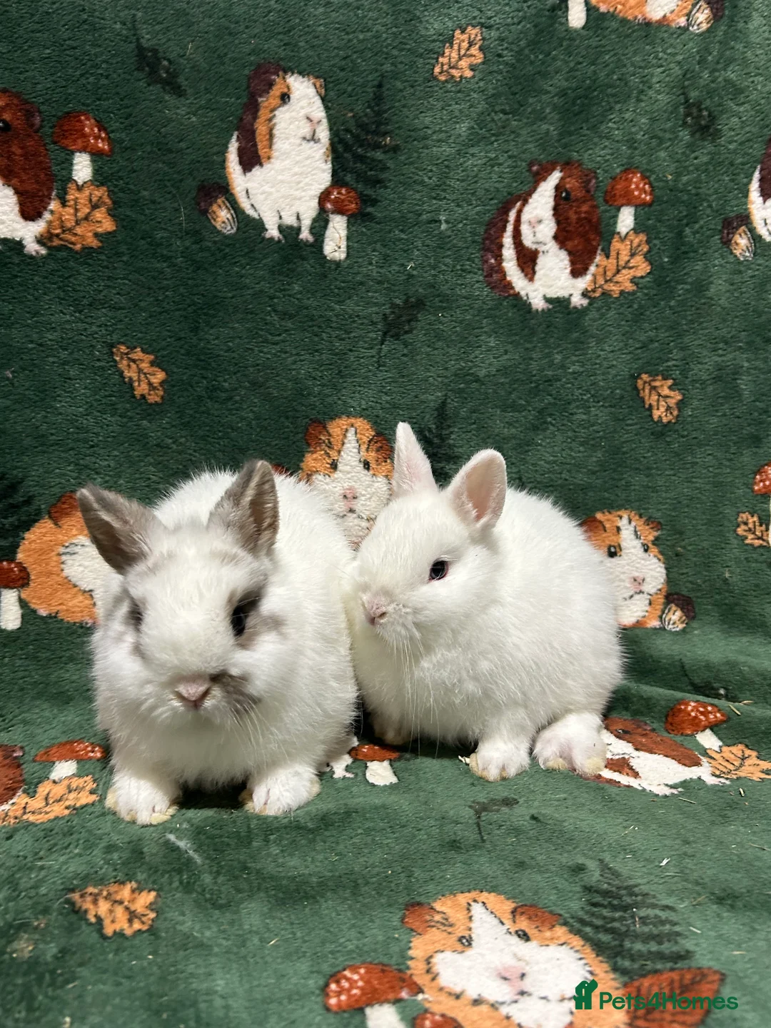 Netherland Dwarf rabbits for sale: Baby Netherland dwarfs Ready now  - Advert 4