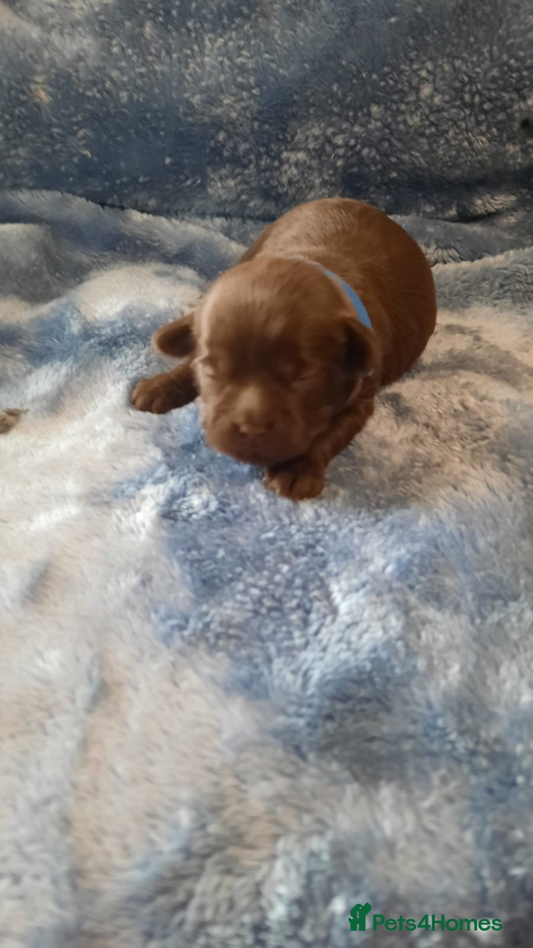 Shihpoo dogs for sale: Chocolate Toy Shipoo pups - Image 12