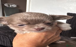 Chihuahua dogs for sale: Lilac puppies  - Image 1