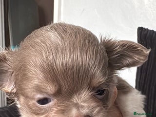 Chihuahua dogs - Advert 11