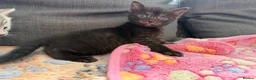 British Shorthair cats for sale: Pedigree British Shorthair Kittens – Ready May - Advert 3