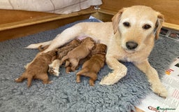 Mixed Breed dogs for sale: Mixed breed puppy - last one - Image 8