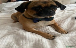 Puggle dogs for sale: Puggle Puppies – Basildon – Ready 12th Dec! - Image 4