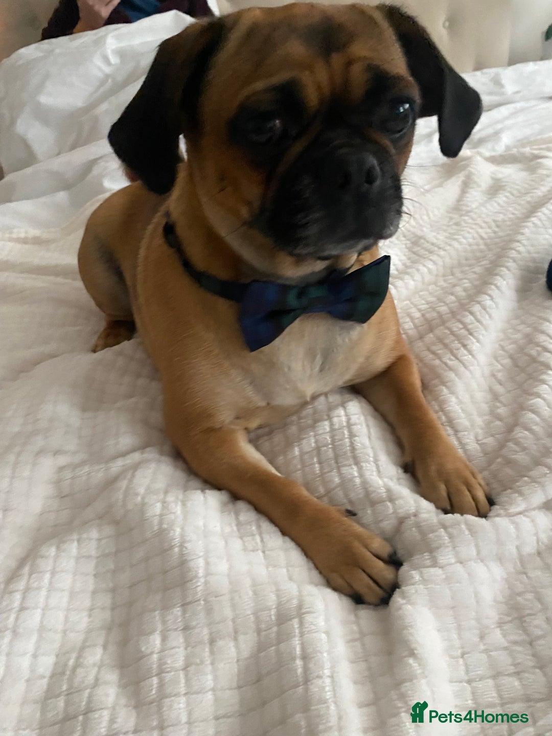Puggle dogs for sale: Puggle Puppies – Basildon – Ready 12th Dec! - Image 4