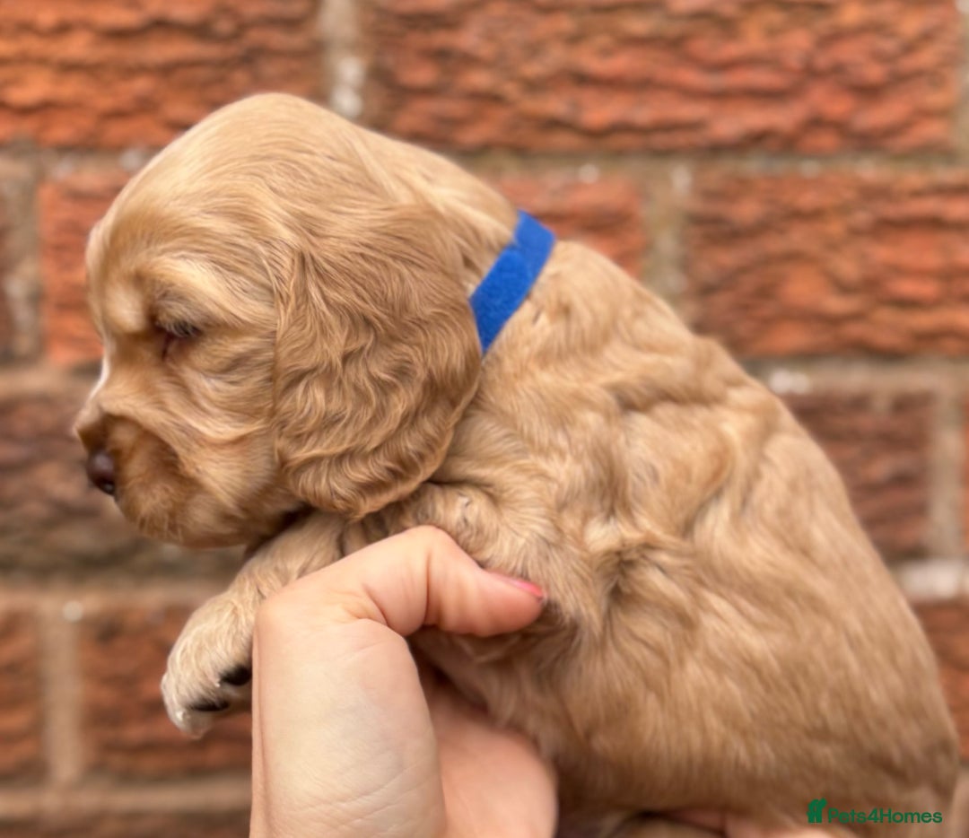 Cocker Spaniel dogs for sale: KC Reg Show Cocker Rizi Bizi bloodline Puppies - Image 16