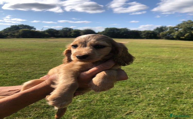 Cocker Spaniel dogs - Advert 3