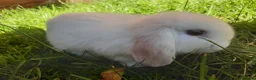Mini Lop rabbits for sale: Gorgeous Mini Lops  - Advert 27