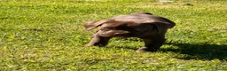 Cane Corso dogs for sale: 5 Towns Corsos Spring litter  - Advert 7