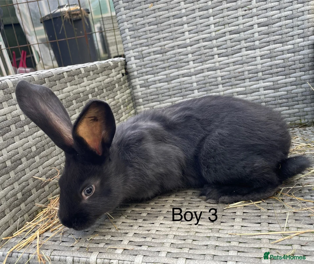 Continental Giant rabbits for sale: 💖 pure bred continental giants 💙 - Advert 2