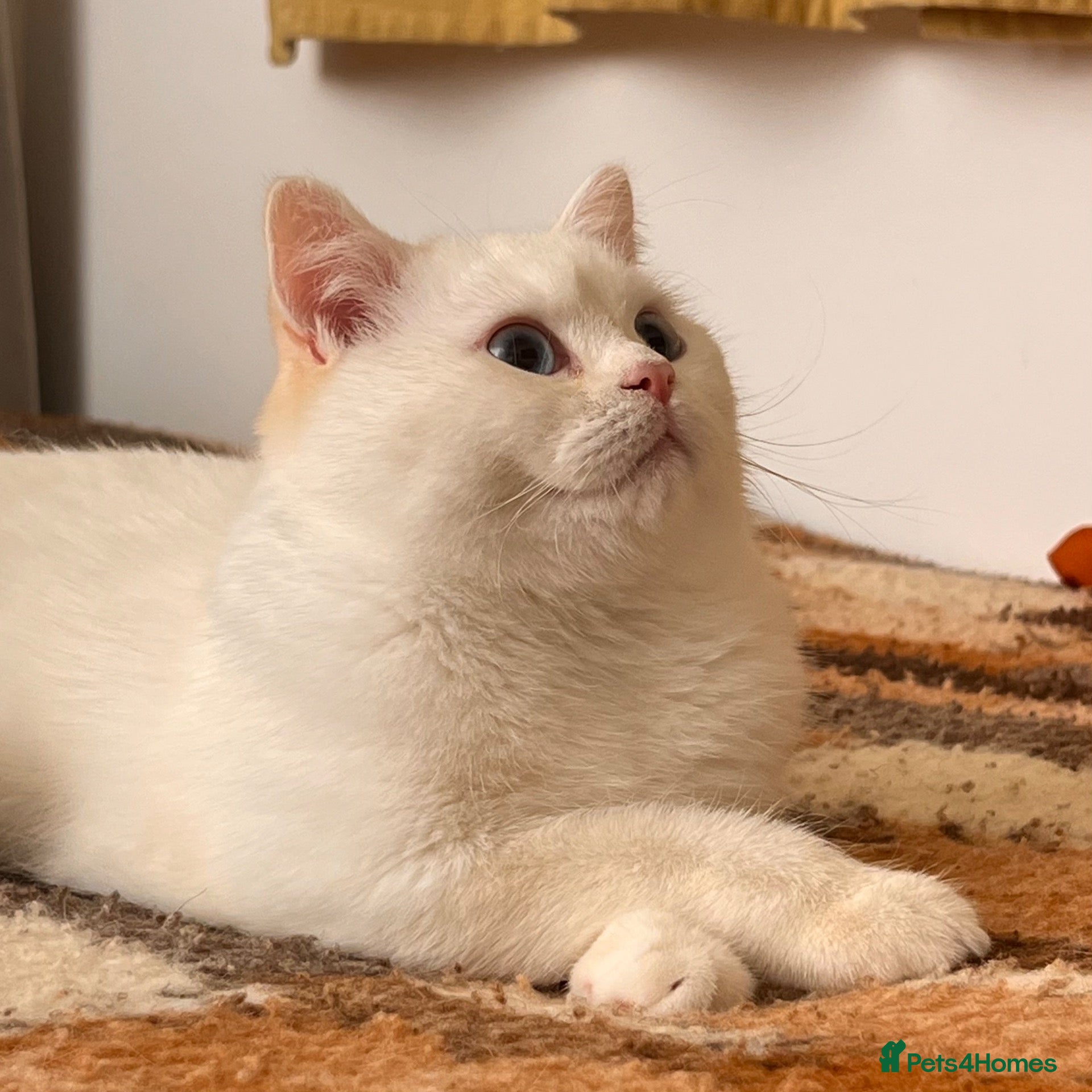 British Shorthair cats for sale: 🐾 TICA B.S.H Boy 🐾 - Advert 2