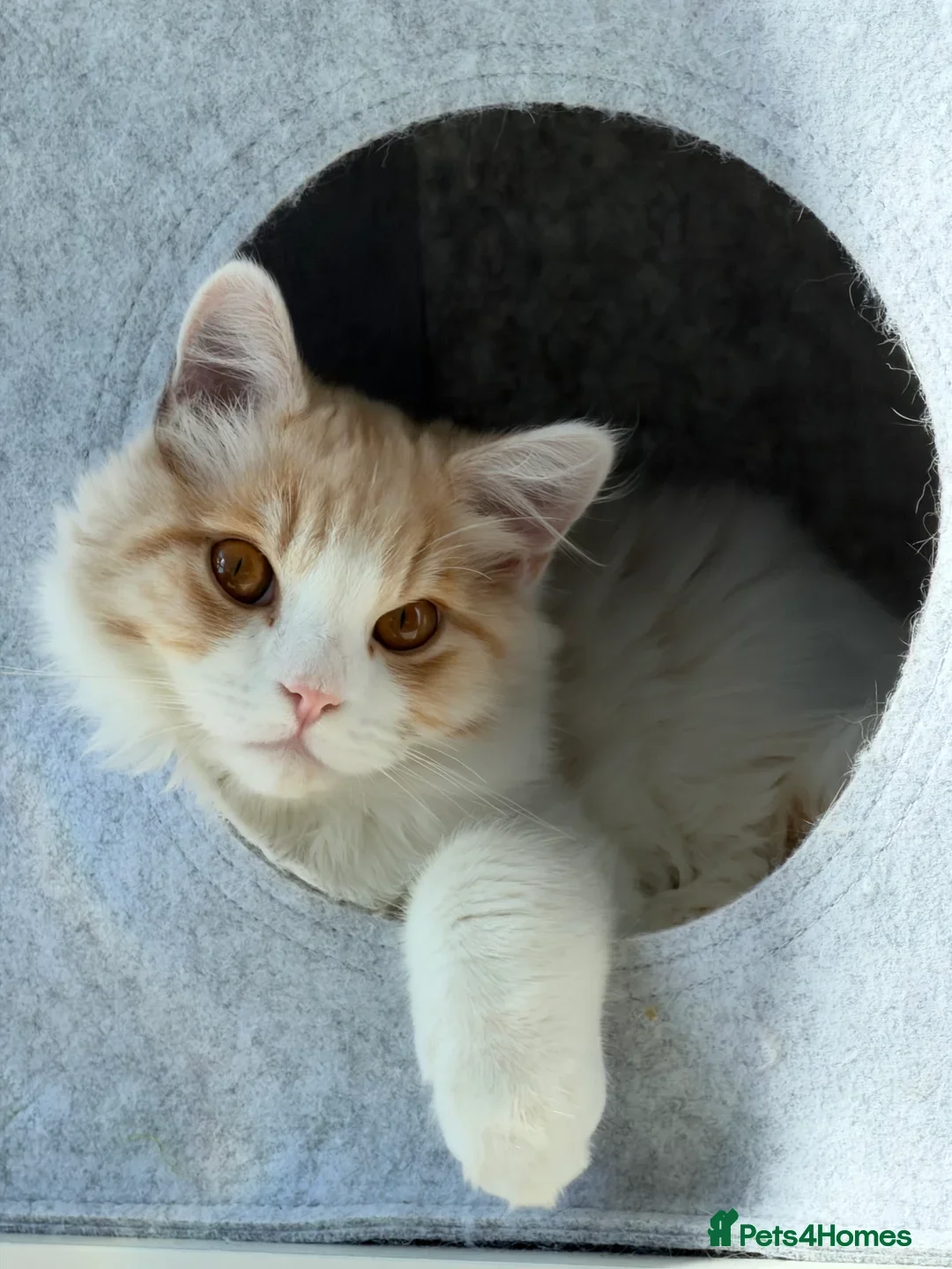 Munchkin cats for sale: Pedigree TICA Munchkin Kittens – Short Legs 🐈 - Image 19