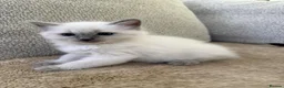 Ragdoll cats for sale: 3 Cute Ragdoll Kittens (Discounts available) - Advert 21