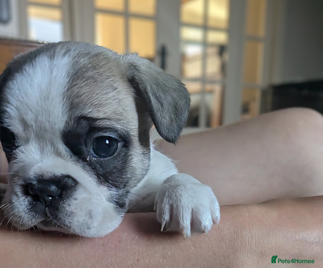 French Bulldog dogs for sale: REDUCED Adorable French Bulldog Puppies  - Image 24