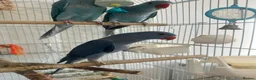 Ringnecks birds for sale: Hand reared indian ringneck babies - Advert 17