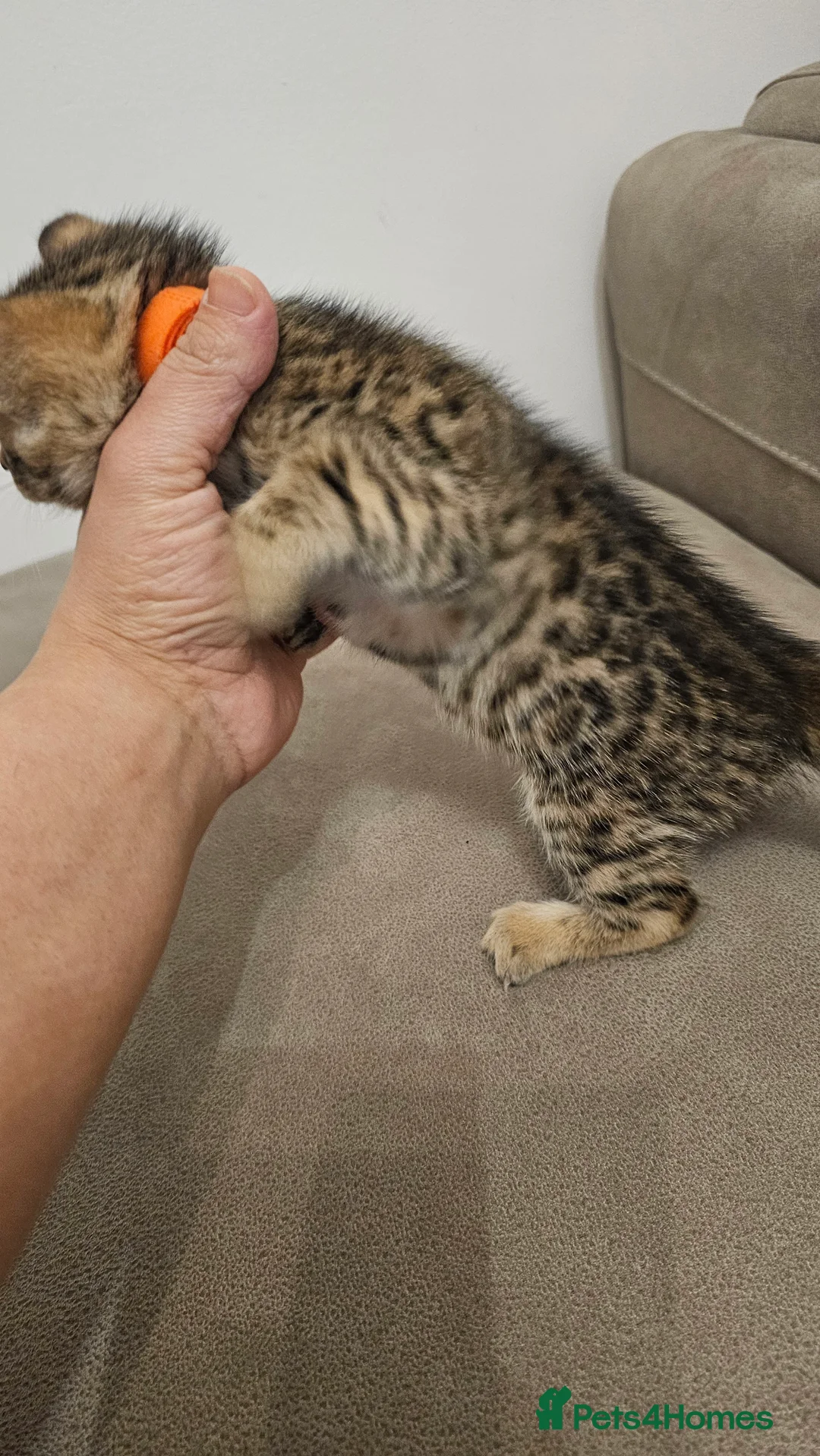 Bengal cats for sale: Bengal kittens - Advert 5