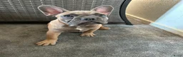 French Bulldog dogs for sale: French Bulldog  - Advert 2