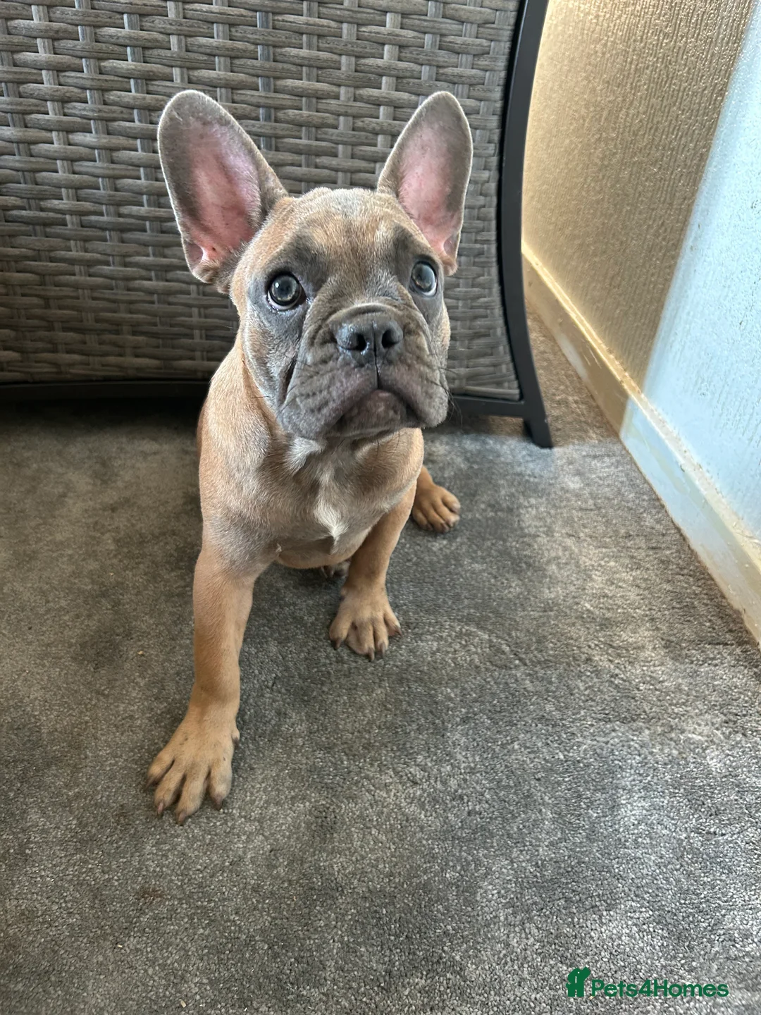 French Bulldog dogs for sale: French Bulldog  - Advert 2