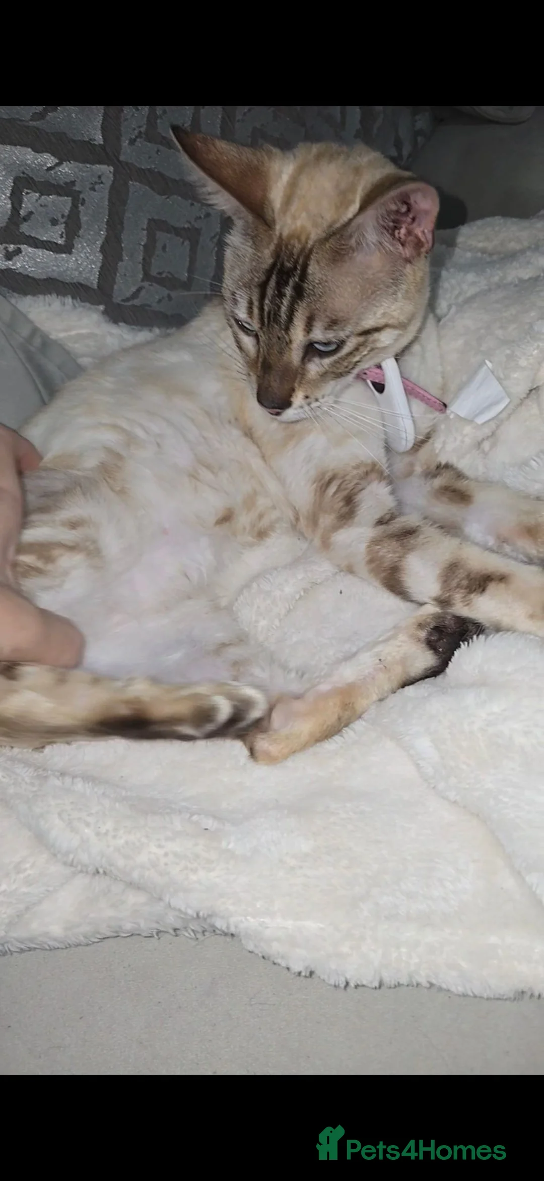 Bengal cats for sale: Exquisite Pedigree Bengal Kittens Waiting List - Advert 11