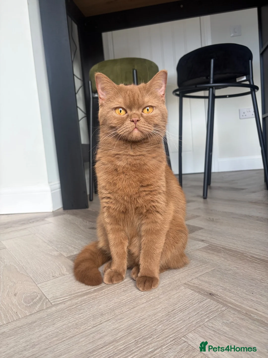 Brazilian Shorthair cats for sale: Champion cinnamon short hair in Burton-on-Trent - Advert 1