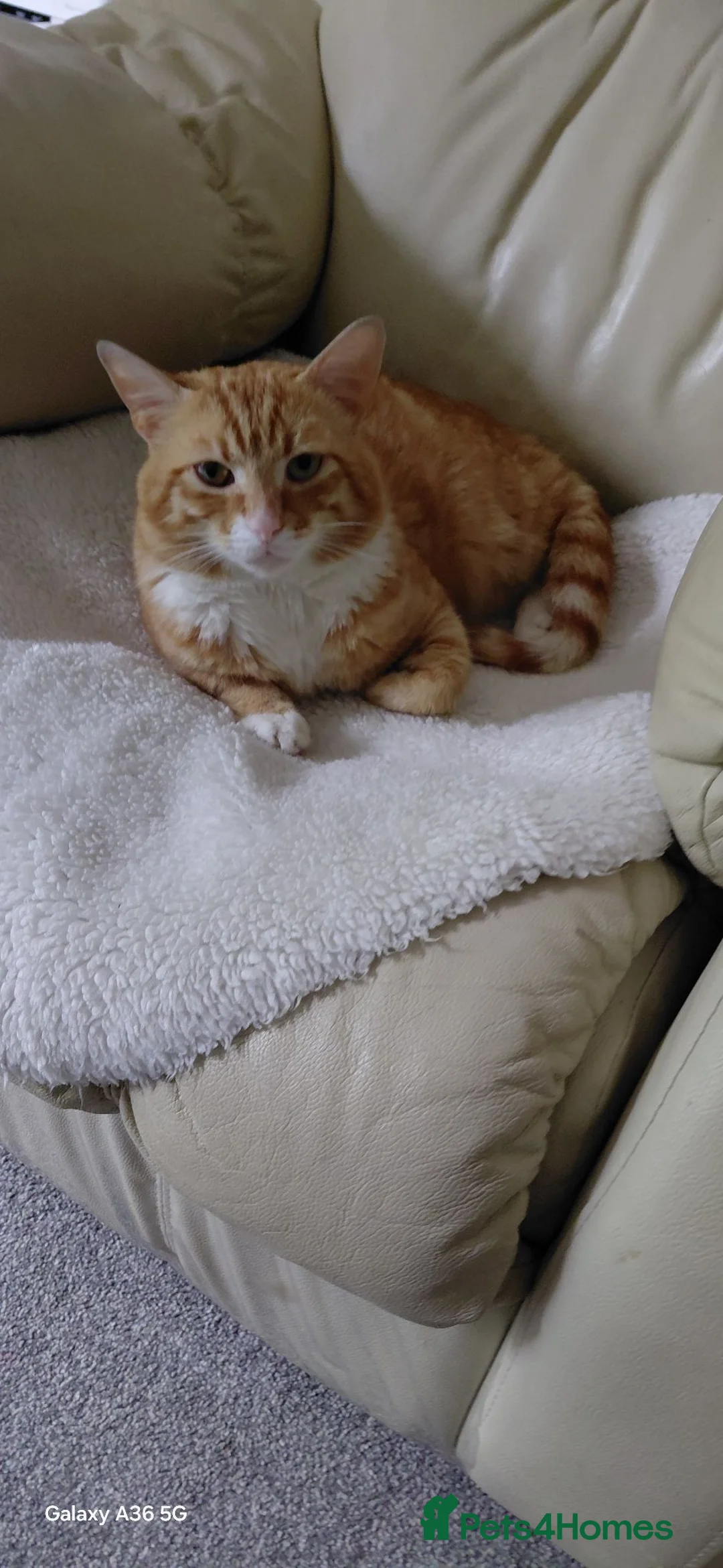 Bengal cats for sale:  Looking for a Loving Forever Home. Bengal/Calico - Advert 2
