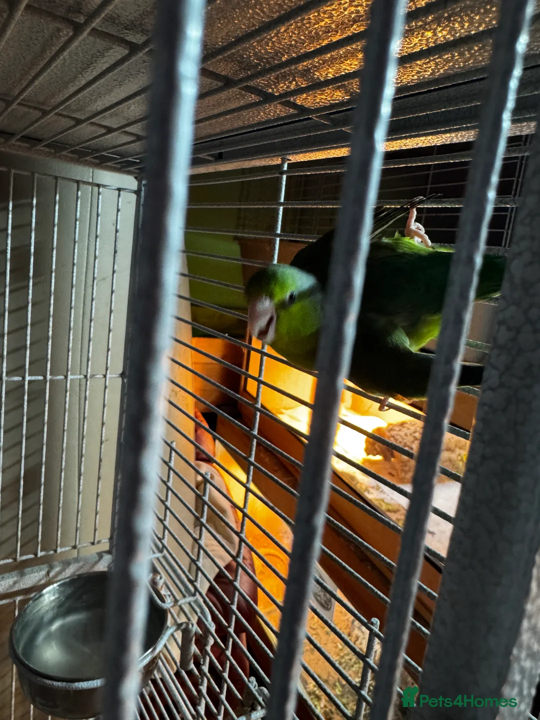 Parakeets birds for sale: Mango parolet  in Beaminster - Advert 2
