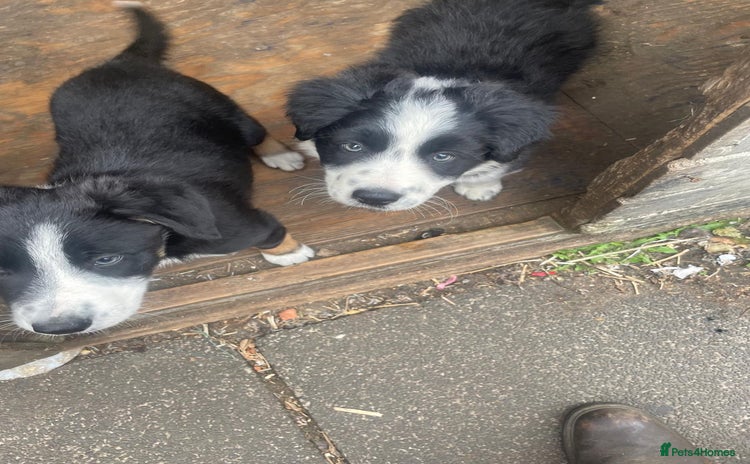 Border Collie dogs - Advert 2