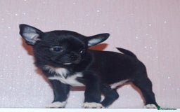 Chihuahua dogs for sale: KC REG HEALTH TESTED CHIHUAHUA BABIES - Image 9