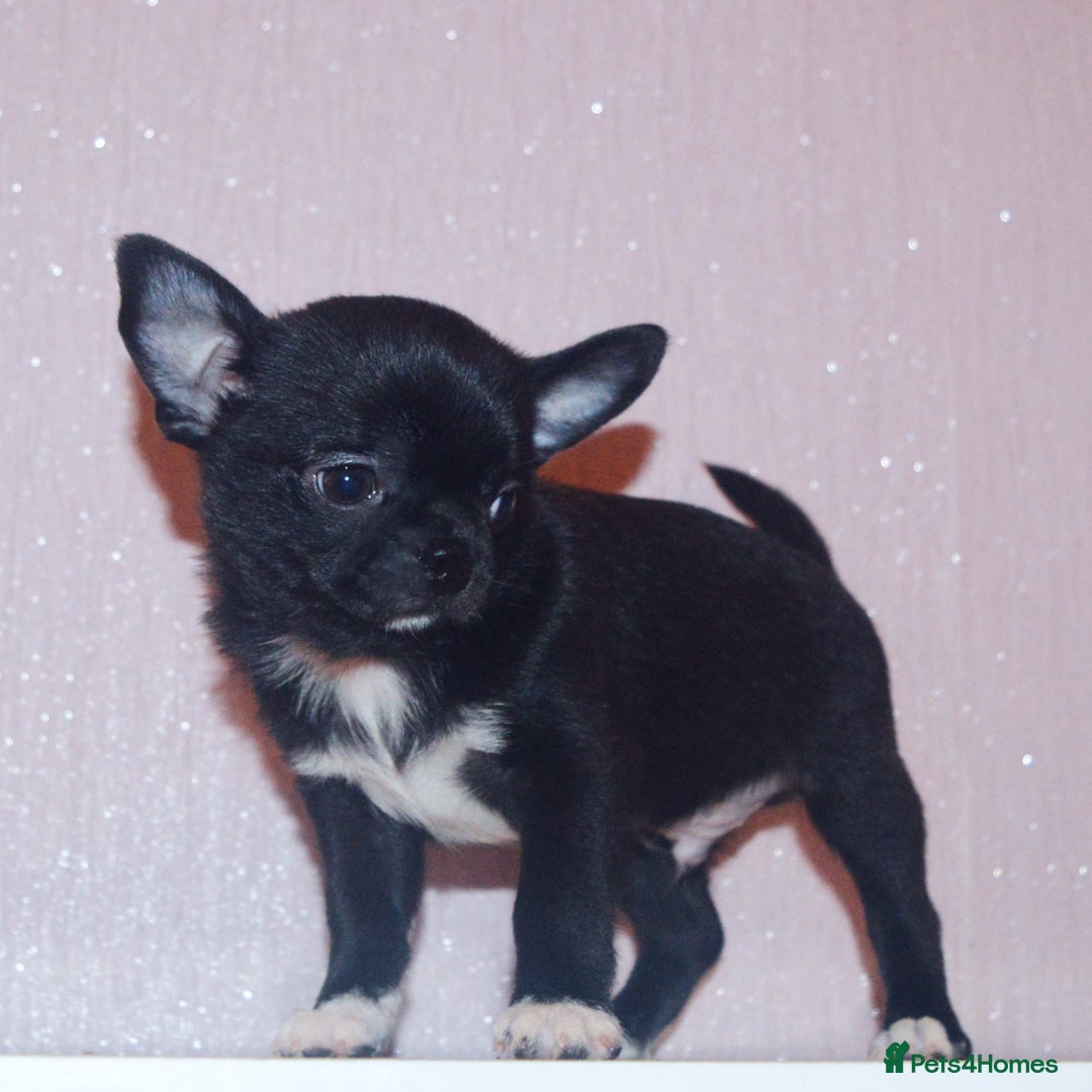 Chihuahua dogs for sale: KC REG HEALTH TESTED CHIHUAHUA BABIES - Image 9
