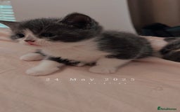 British Shorthair cats for sale: Adorable Kittens Looking for Loving Homes  in London - Image 28