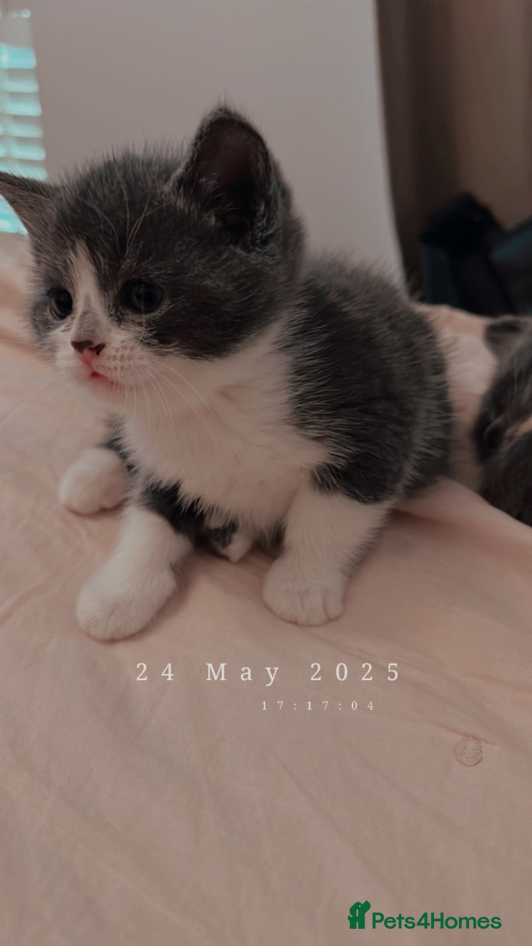 British Shorthair cats for sale: Adorable Kittens Looking for Loving Homes  in London - Image 28