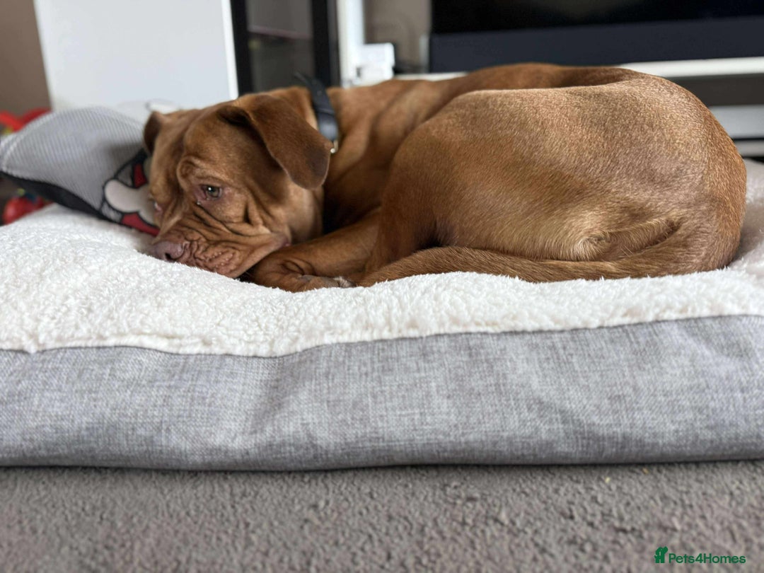 Dogue De Bordeaux dogs for sale: Bourdeau for sale  - Image 3