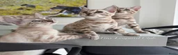Bengal cats for sale: Stunning Snow Bengals - TICA Full Pedigree  - Advert 17