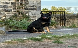 German Shepherd dogs for sale: KC Reg Working Line GSD pups. - Image 5