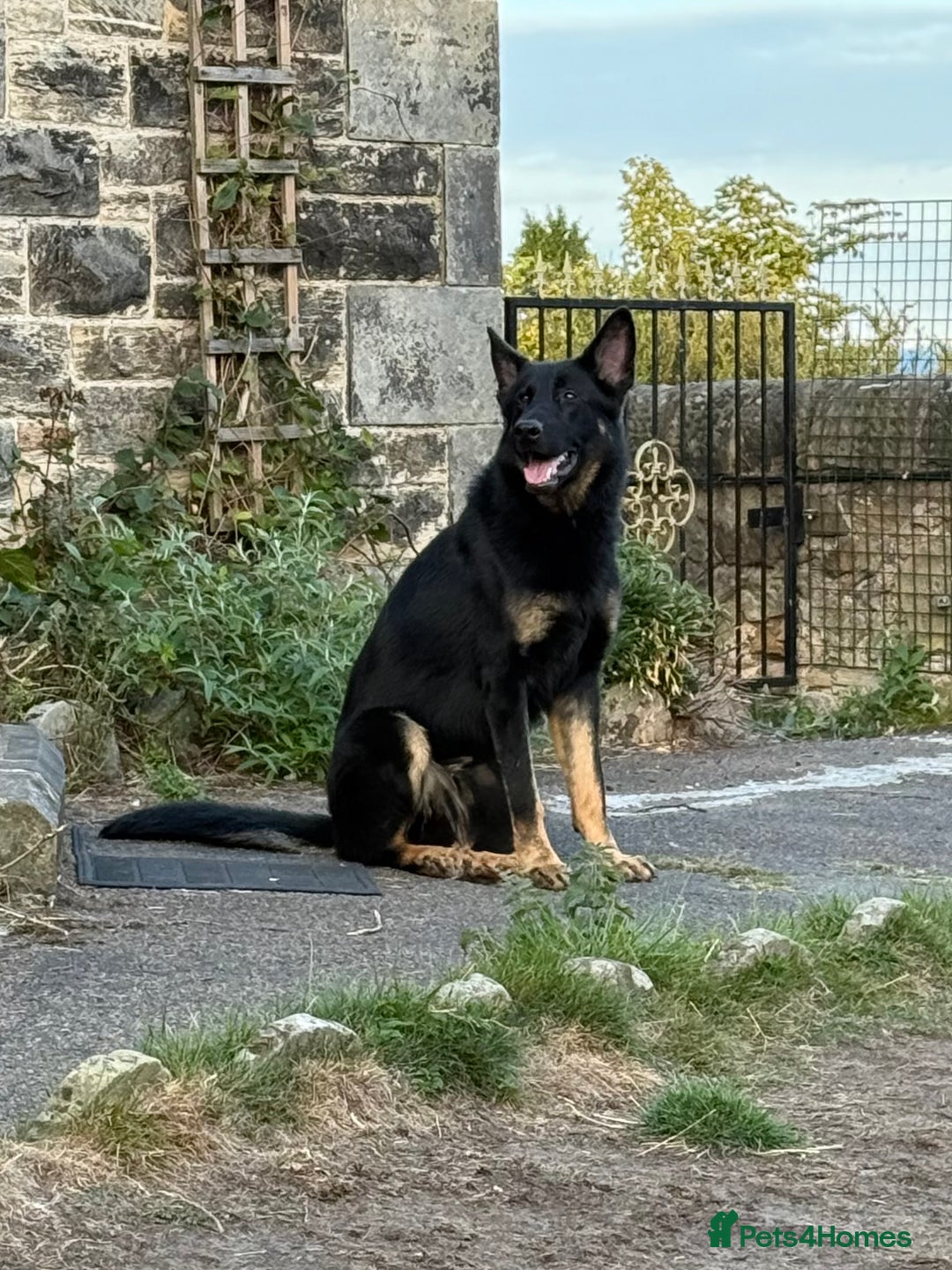 German Shepherd dogs for sale: KC Reg Working Line GSD pups. - Image 5