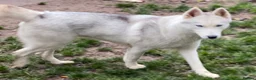 Siberian Husky dogs for sale: Kc Siberian Husky Girls  - Advert 6
