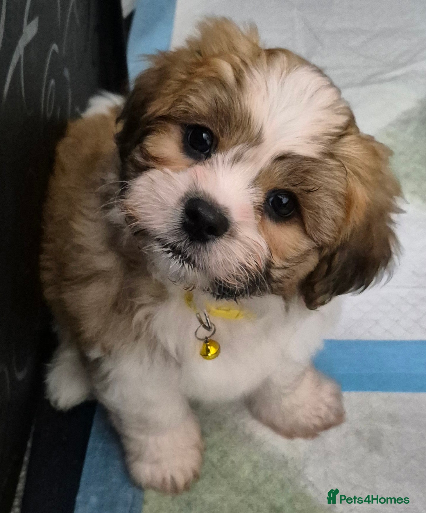 Zuchon dogs Shichon/Zuchon Puppy ** last one ** - Advert 1