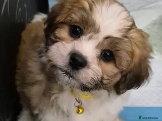 Zuchon dogs Shichon/Zuchon Puppy ** last one ** - Advert 2