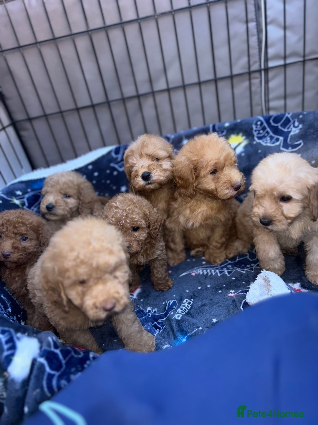 Cockapoo dogs for sale: 8 weeks old beautiful Cockapoo puppies  - Image 9