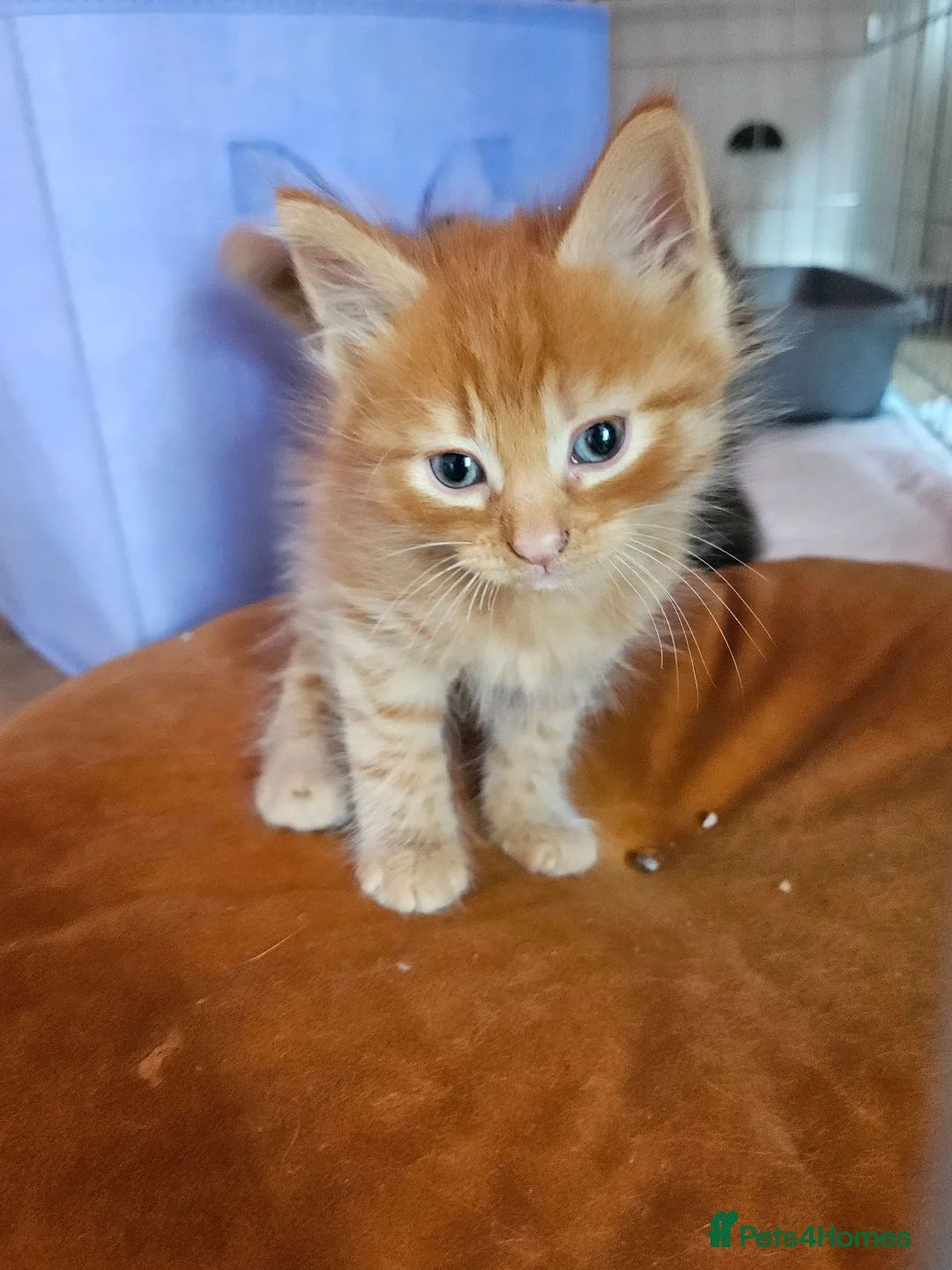 Mixed Breed cats for sale: Affectionate kittens - Advert 13